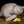 Turkey ( Whole)