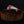 Beef Shank