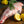 Lamb Leg (Bone In)