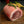 Porchetta